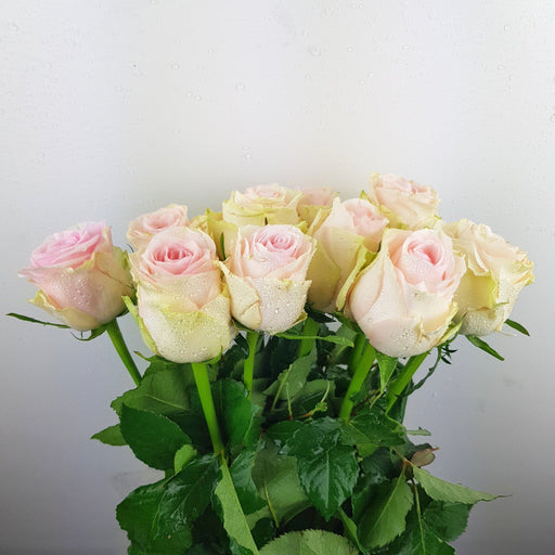 Valentine's Rose Emma India 50cm (Imported) - 2 Tone Light Pink
