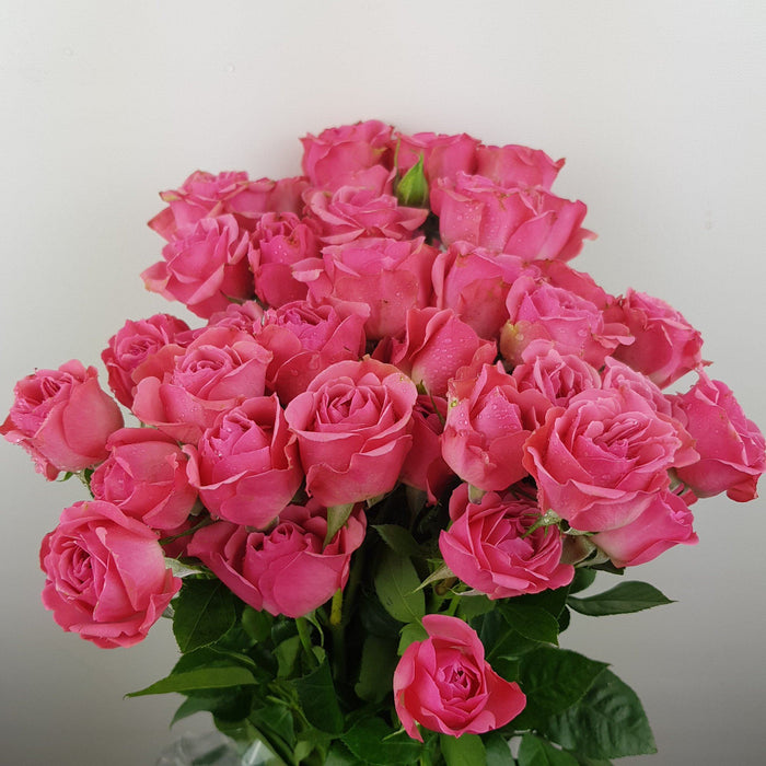 Spray Rose (Imported) - Sweet Pink