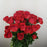 Spray Rose (Imported) - Red