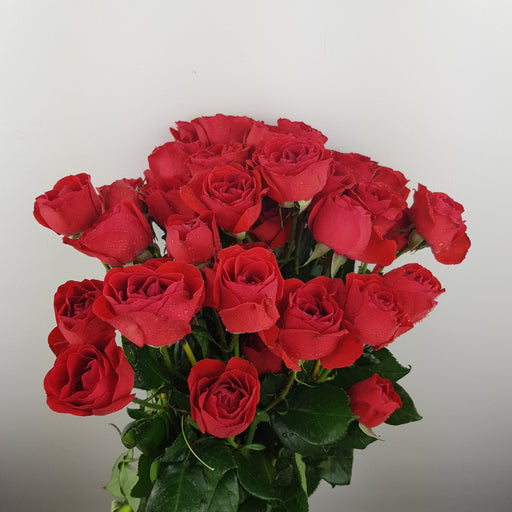 Spray Rose (Imported) - Red