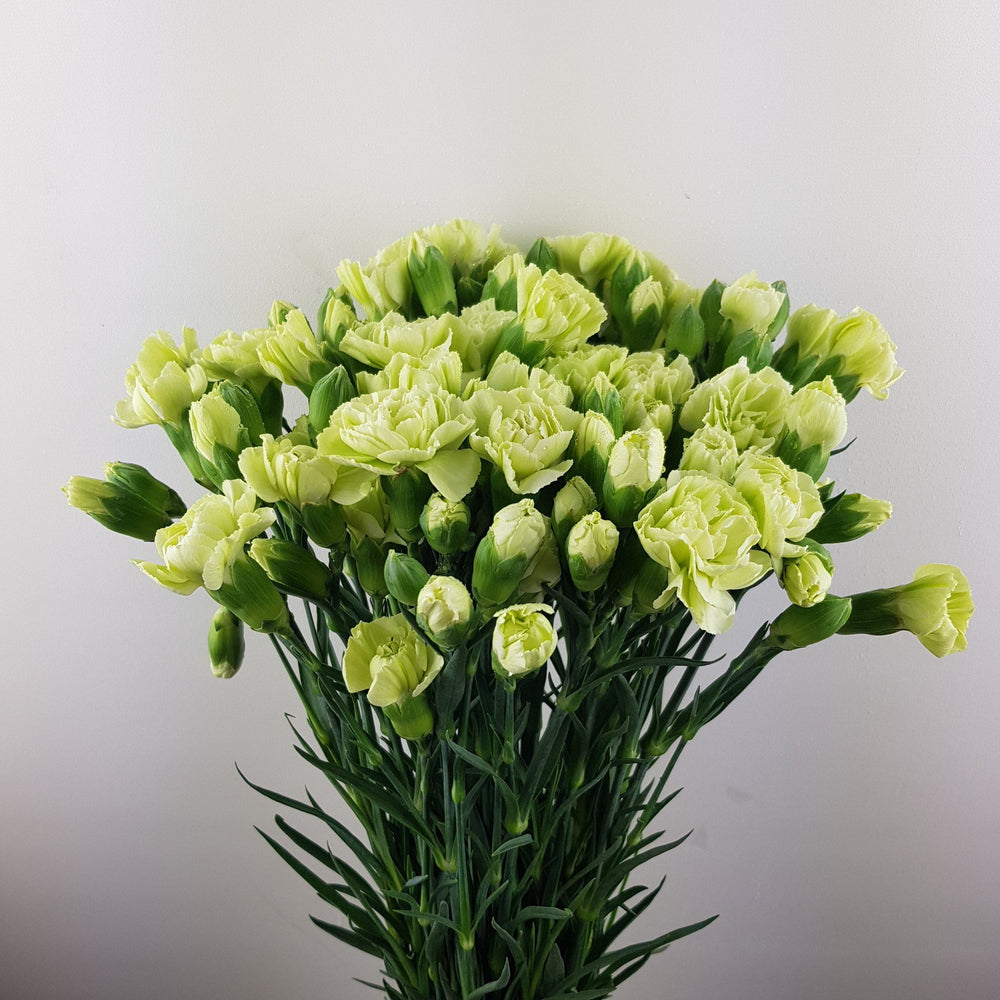 Spray Carnation (Imported) - Green