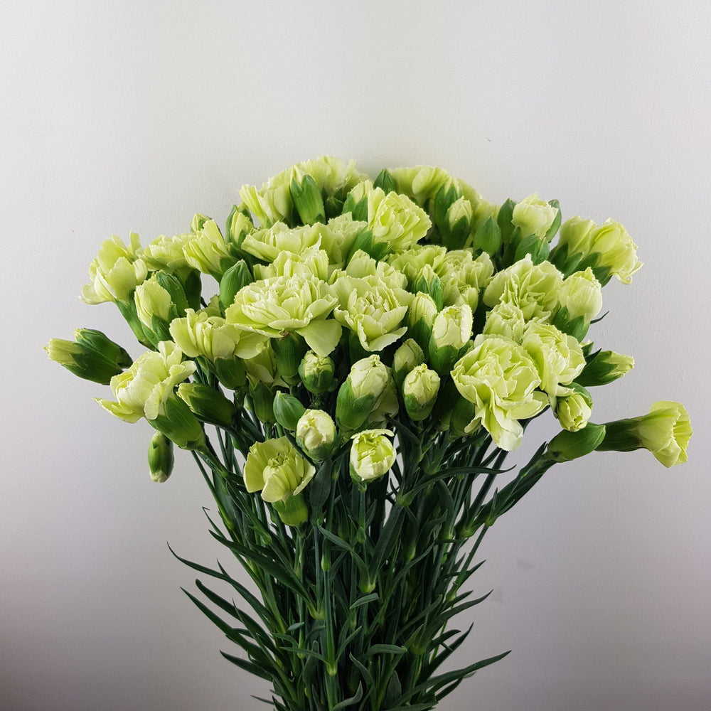 Mother's Day Spray Carnation - Green (18-20 Stems)
