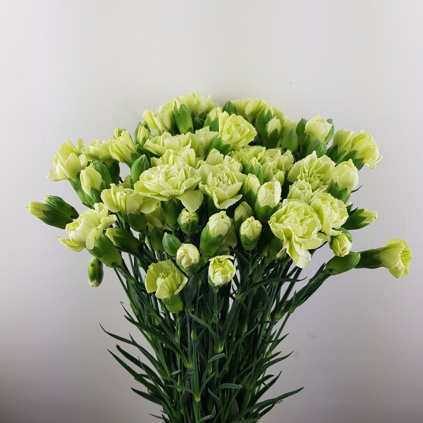 Mother's Day Spray Carnation - Green (18-20 Stems)