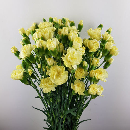 Spray Carnation (Imported) - Light Yellow
