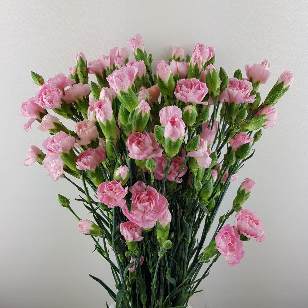 Spray Carnation (Imported) - Light Pink