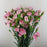 PRE-ORDER Mother's Day Spray Carnation (Imported) - Light Pink