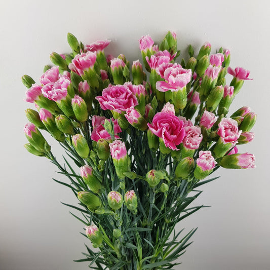 PRE ORDER Mother's Day Spray Carnation - 2 Tone Pink White