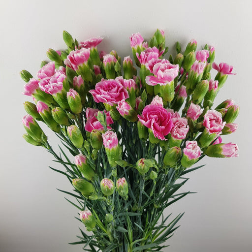Spray Carnation (Imported) - 2 Tone Pink White