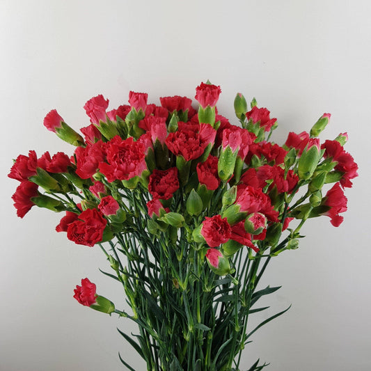 Spray Carnation  - Red