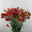 Spray Carnation (Imported) - Red