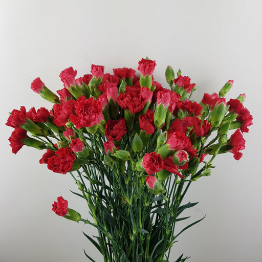 PRE-ORDER Mother's Day Spray Carnation (Imported) - Red