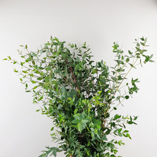 Eucalyptus Parvifolia (Imported) - Green
