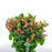 Hypericum (Imported) - Red