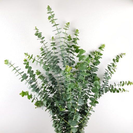Fully Bloom Eucalyptus Baby Blue (Imported) - Green [Clearance Stock]