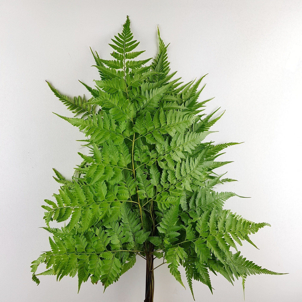 Paku Leaf (Local) - Green