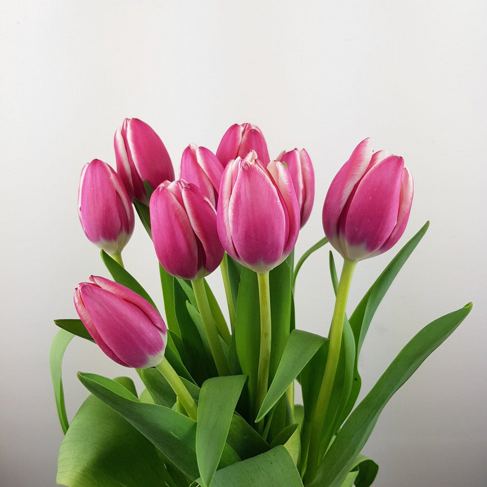 Tulip   - 2 Tone Pink White
