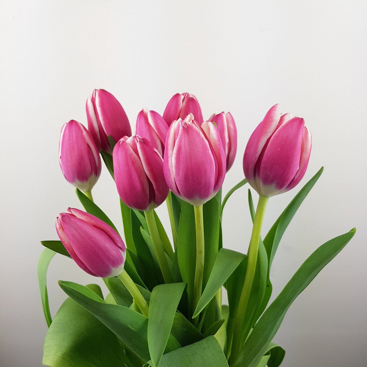 Tulip   - 2 Tone Pink White