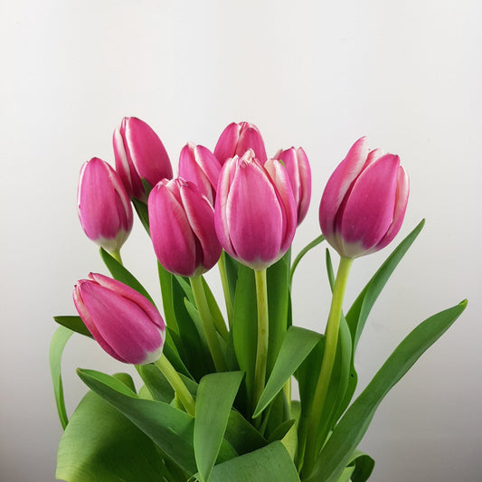 Tulip   - 2 Tone Pink White