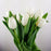 Tulip (Imported) - White