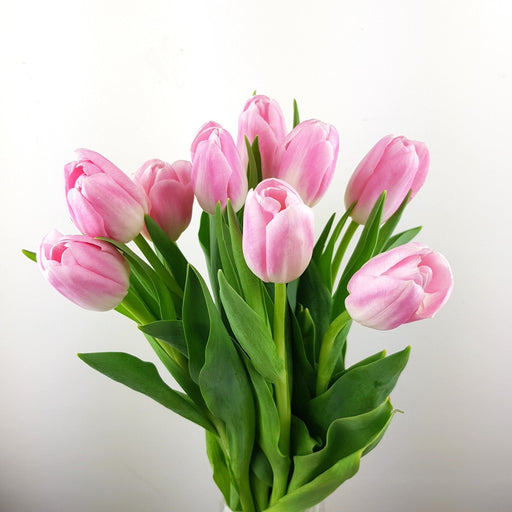 Tulip (Imported) - Light Pink