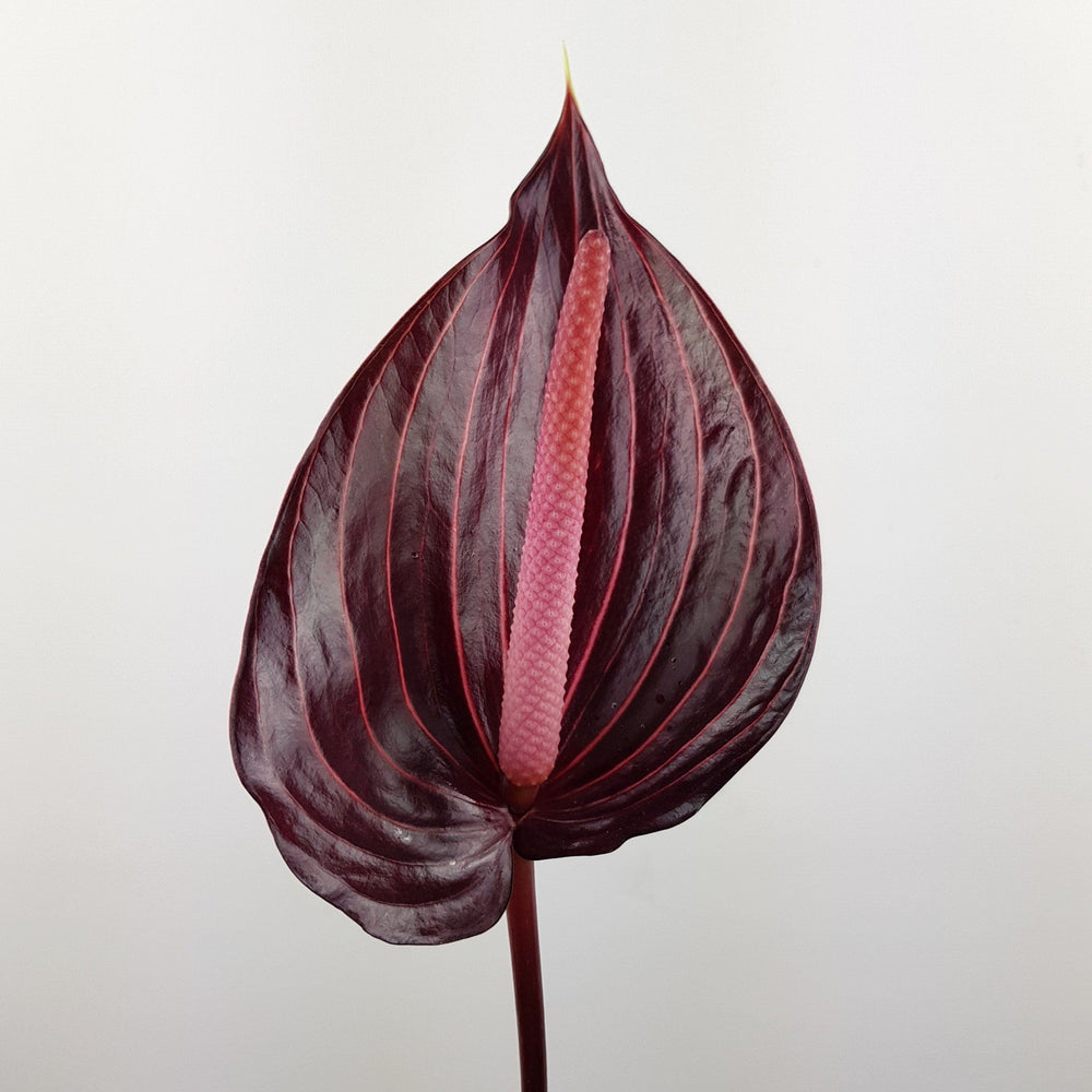 anthurium burgundy Anthurium Flower