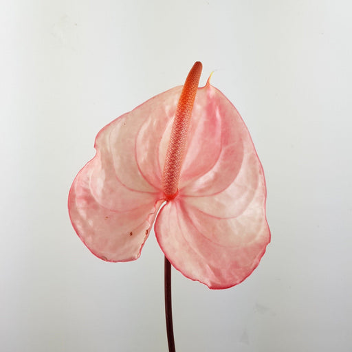 Anthurium (Local) - Light Pink