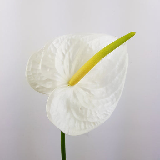 Anthurium (Local) - White