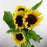 Sunflower (Local) - Yellow