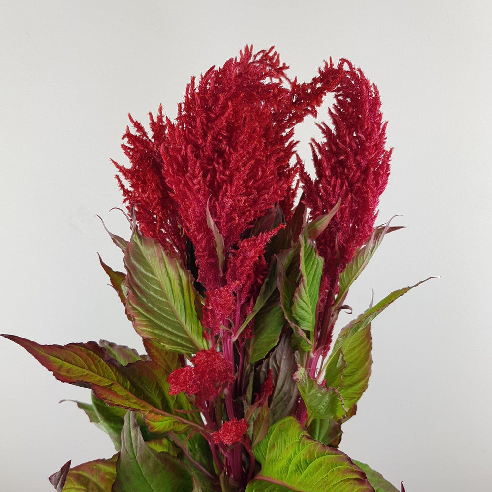 Celosia (Imported) - Red