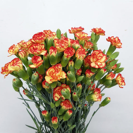 PRE-ORDER Mother's Day Spray Carnation (Imported) - 2 Tone Yellow Orange