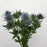 [Full Bloom] Eryngium (Imported) - Blue Green