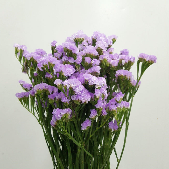 Statice (Imported) - Lilac