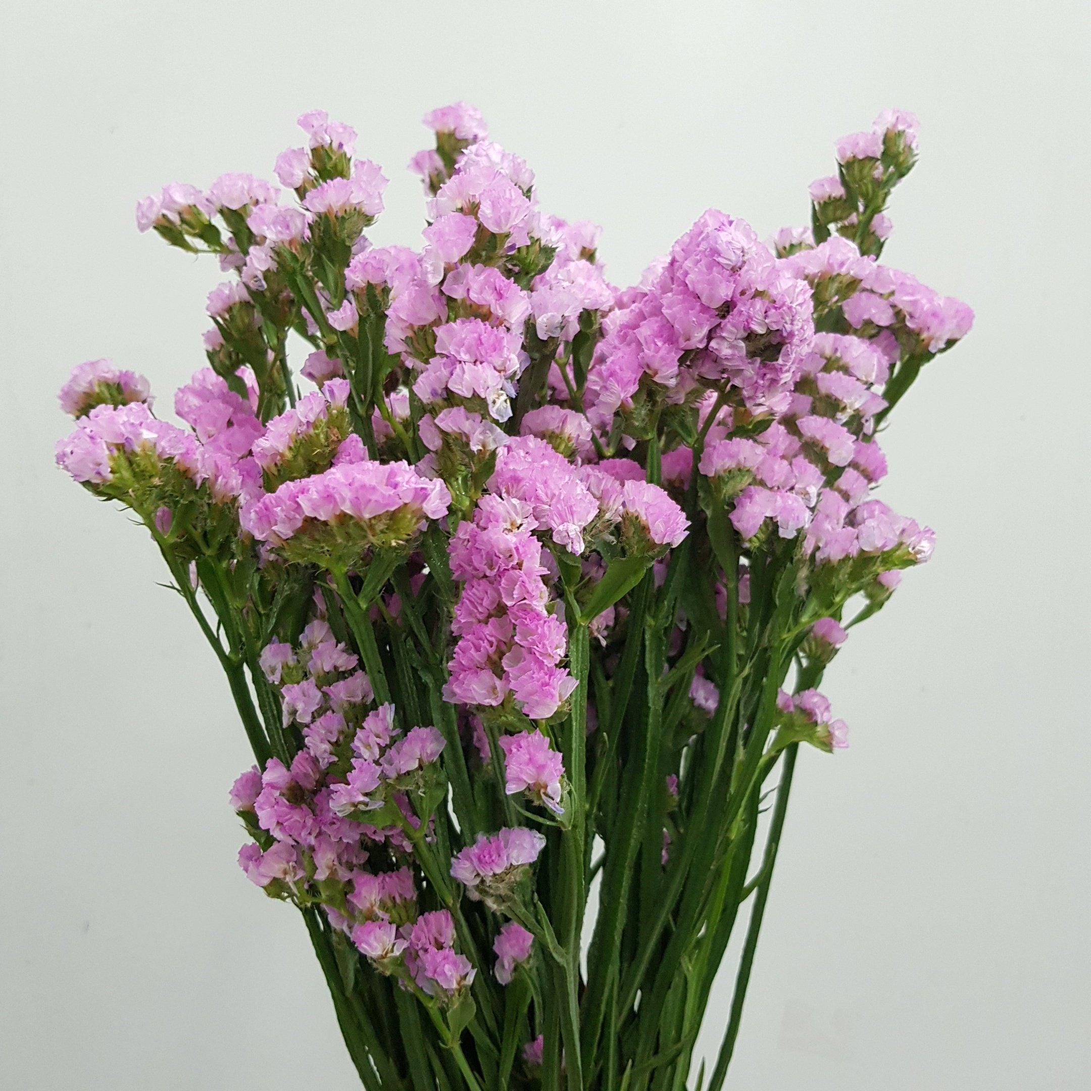 Statice - Pink – Floristika.com.my