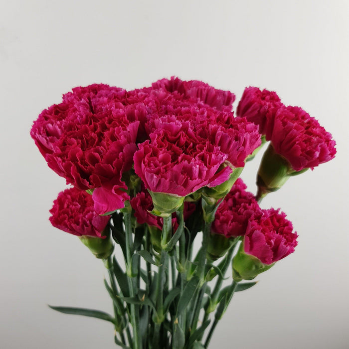 Carnations (Imported) - Cherry Red