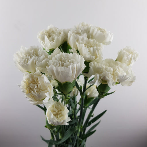 PRE-ORDER Mother's Day Carnation (Imported) -  White [20 Stems]