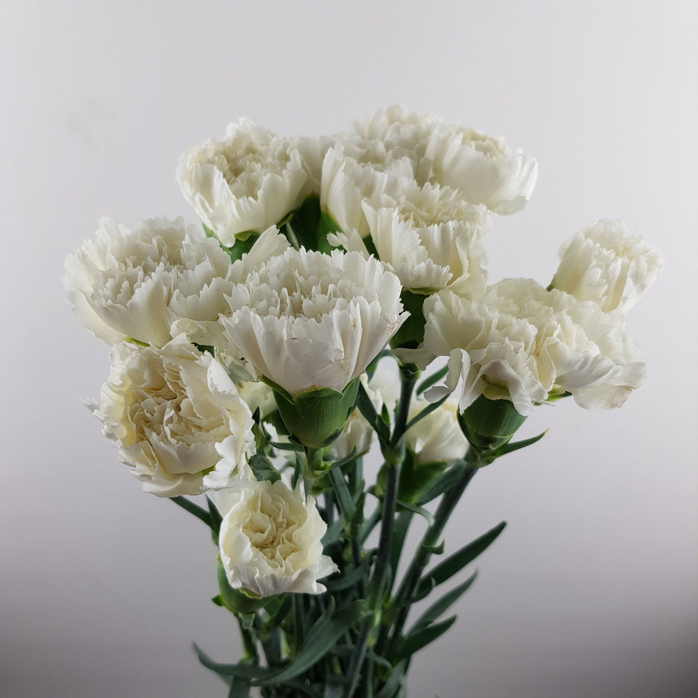 Carnations (Imported) - White
