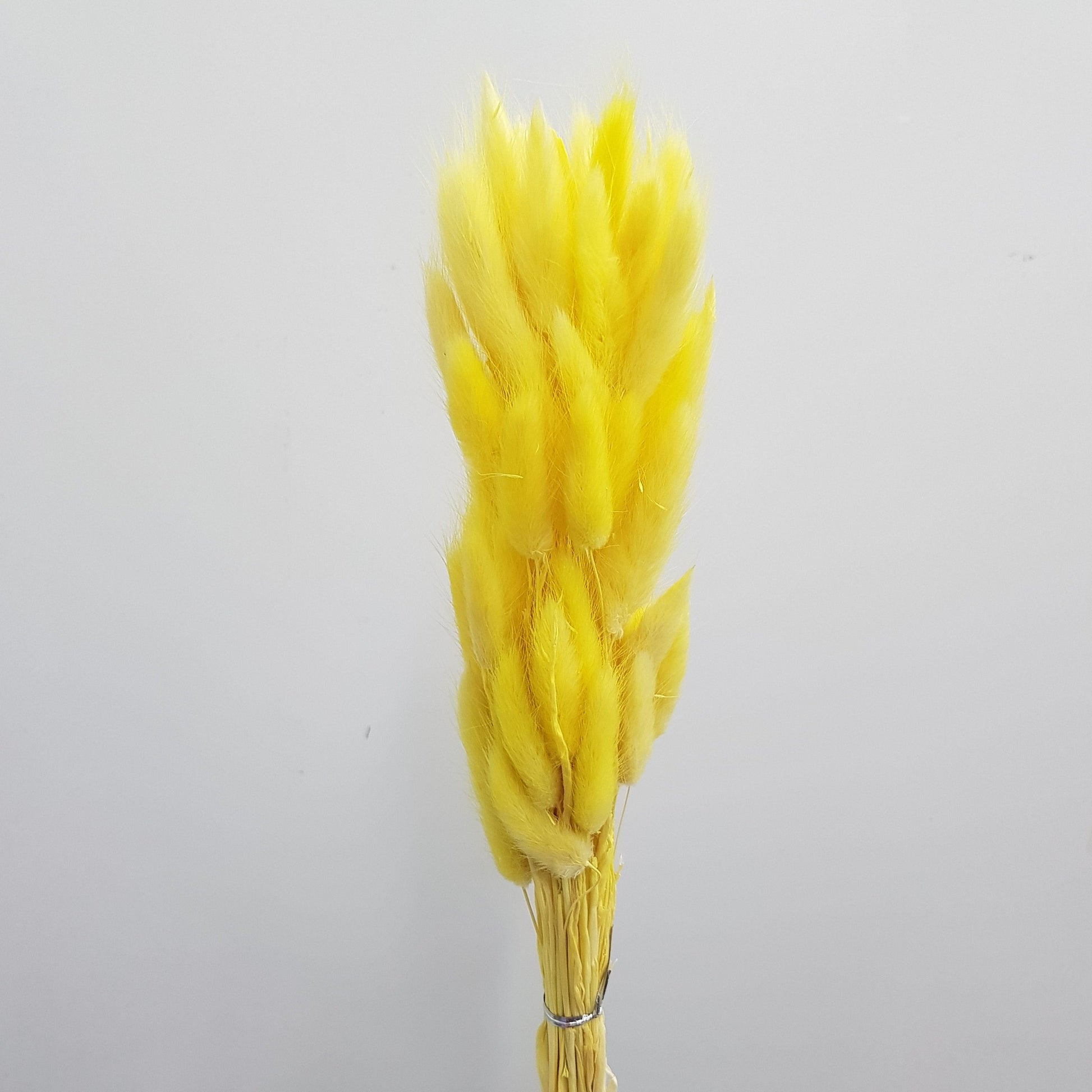 Preserved Rabbit Tail - Yellow – Floristika.com.my