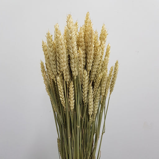 Triticum Aestivum (Imported) - Dried Wheat