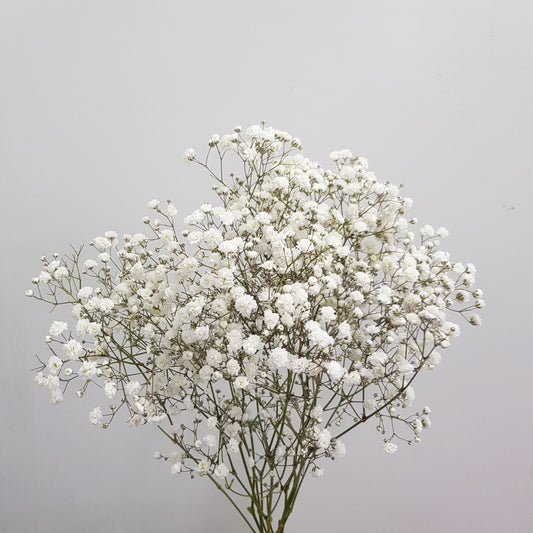 Valentine's Baby Breath 10 Stems (Imported) - White