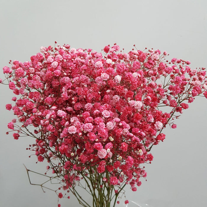 Fully Bloom Gyp Xlence 10 Stems (Imported) - Mix [Clearance Stock]
