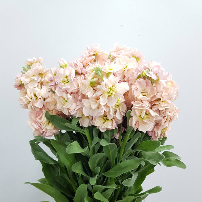 Peach Mathhiola Fresh-Cut Flowers Matthiola | Floristika.com.my