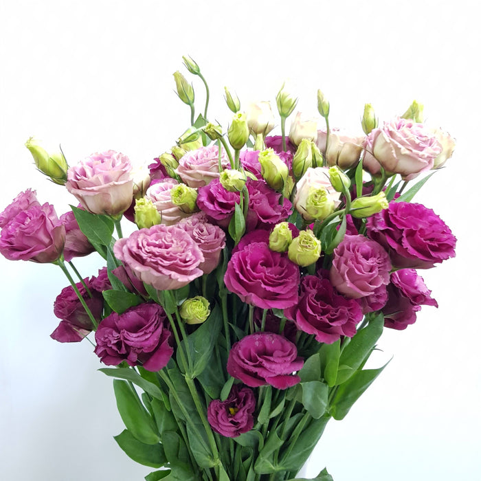 Eustoma (Imported) - Red Plum