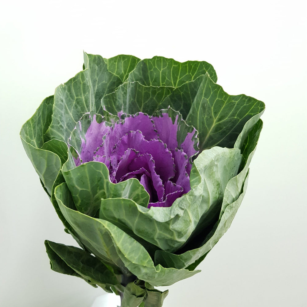 Brassica (Imported) - Purple