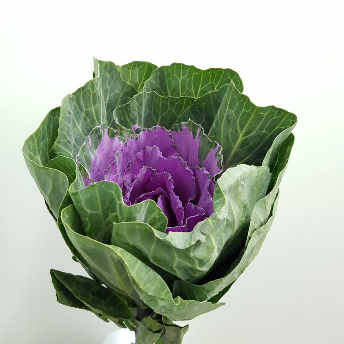 Fully Bloom Brassica (Imported) - Mix [Clearance Stock]