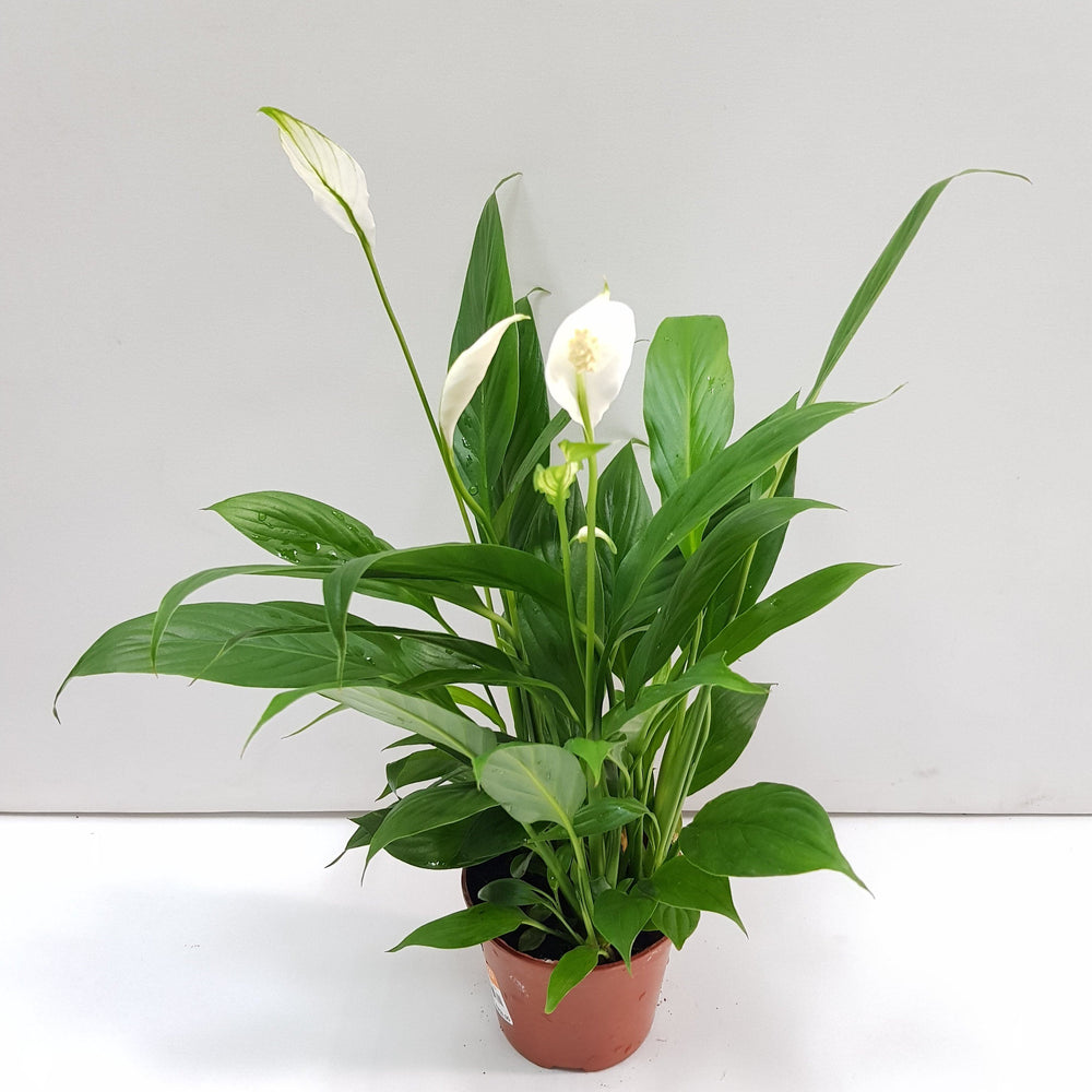 Spathyphilum - White