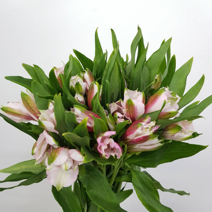 Fully Bloom Alstromeria (Imported) - Mix [Clearance Stock]