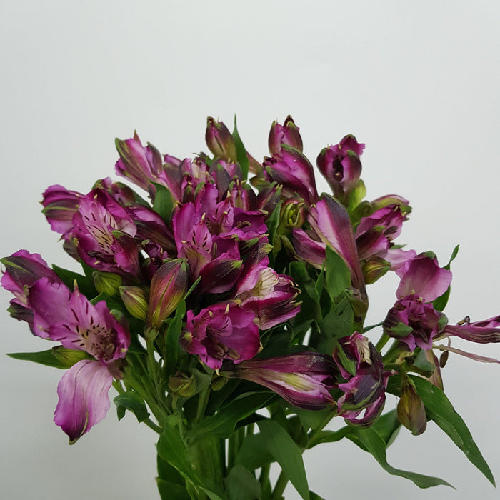 Fully Bloom Alstroemeria (Imported) - Mix [Clearance Stock]