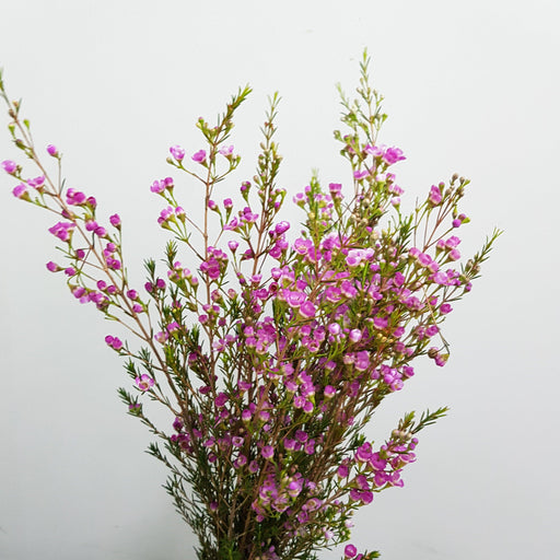 Wax Flower (Imported) - Pink