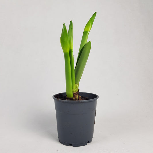 Pot Amarylis