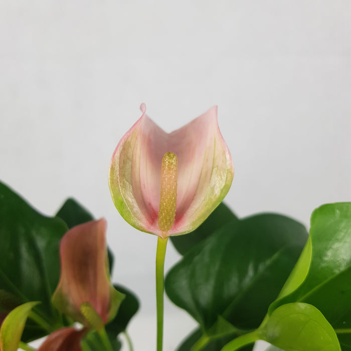 Anthurium Plant | Floristika Bangsar